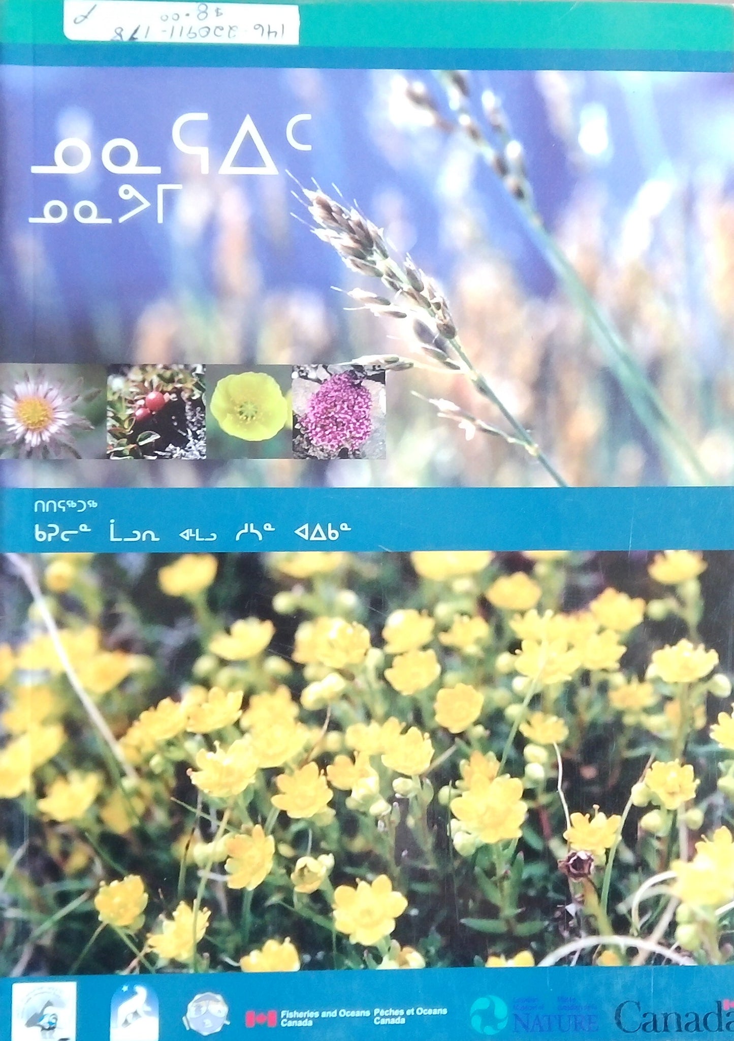 Common Plants Of Nunavut