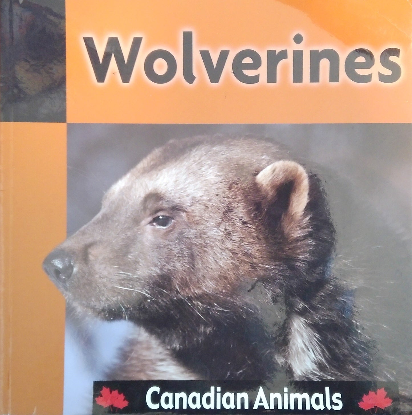 Canadian Animals: Wolverines