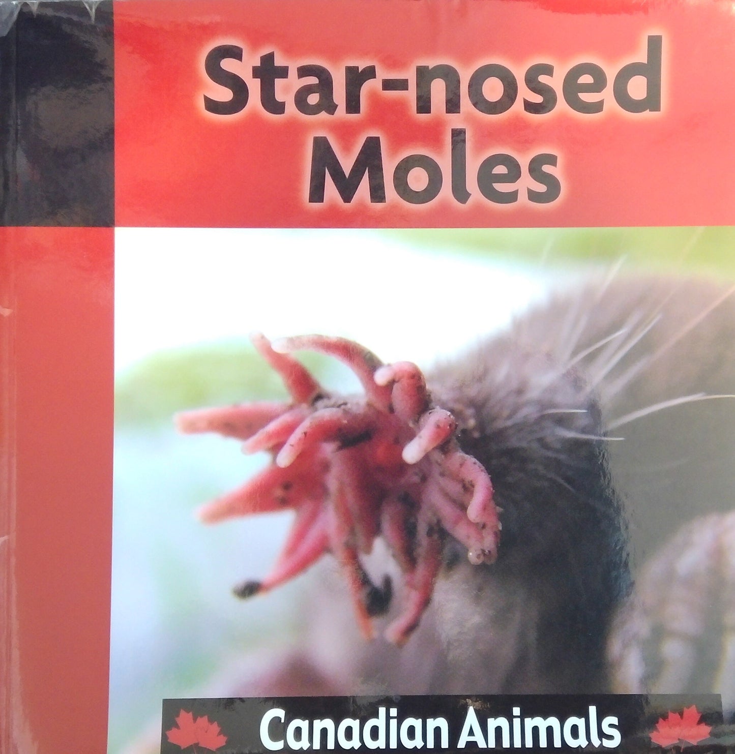 Canadian Animals: Star-Nosed Moles