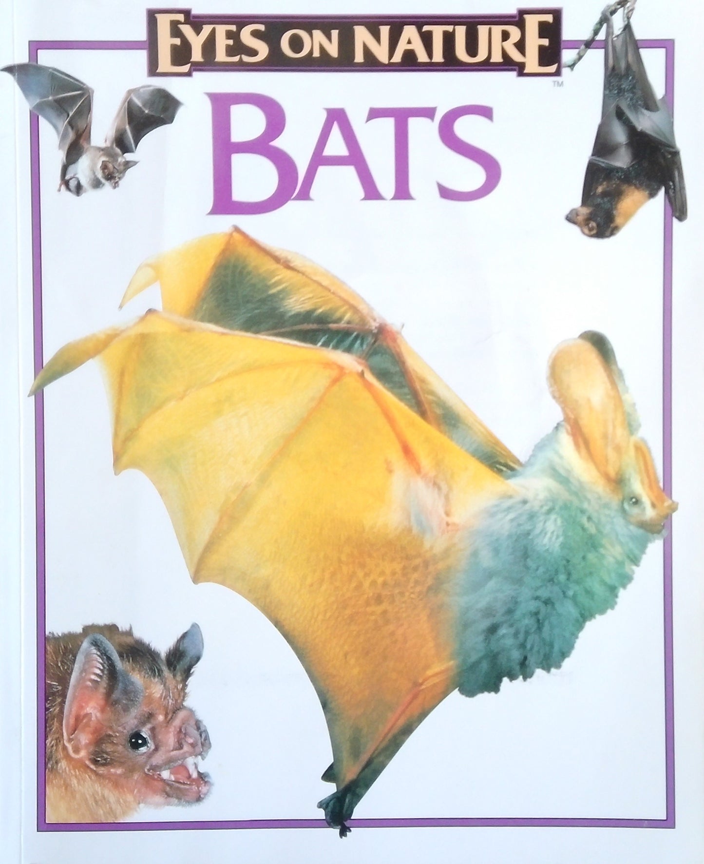 Eyes On Nature: Bats