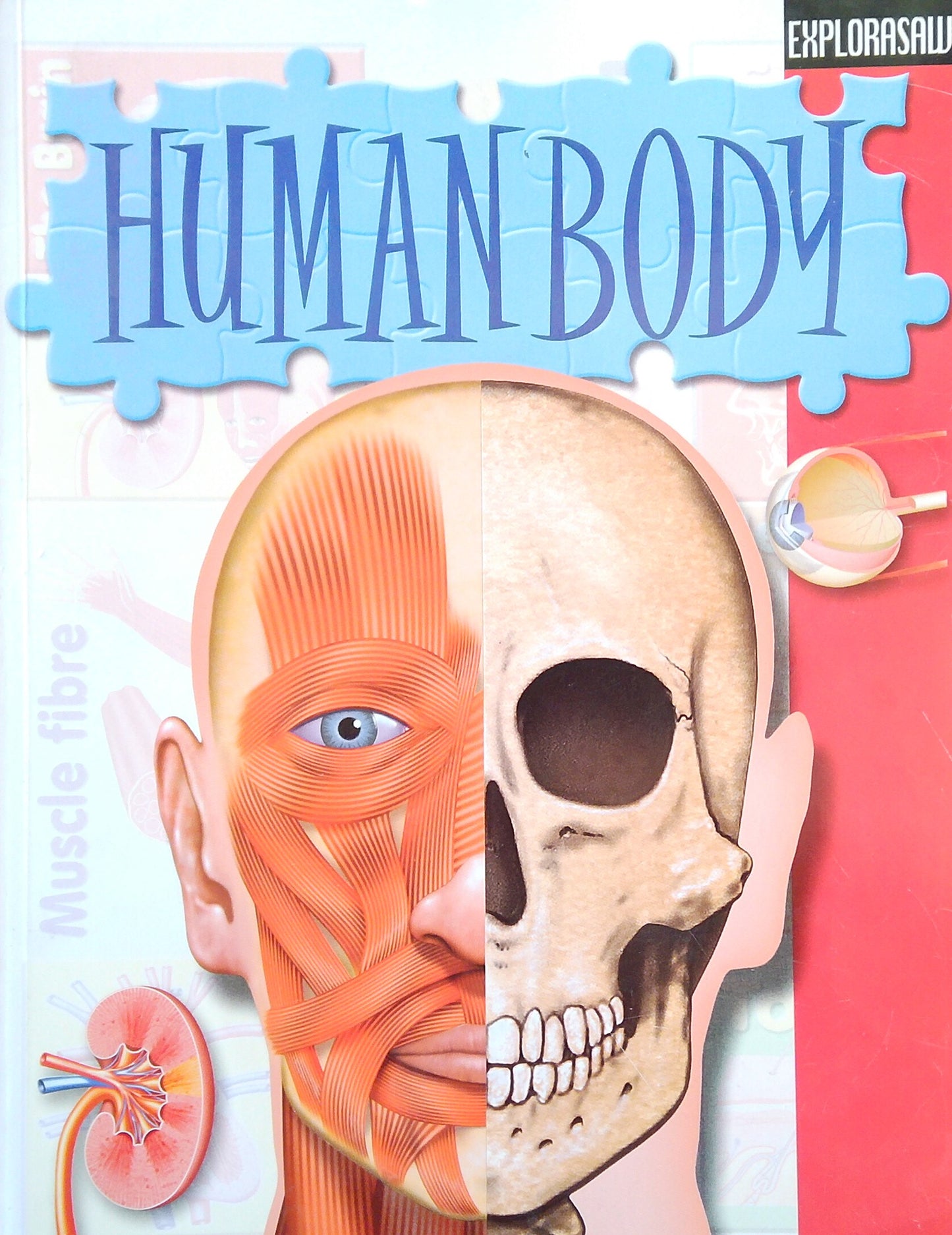 Explorasaw: Human Body