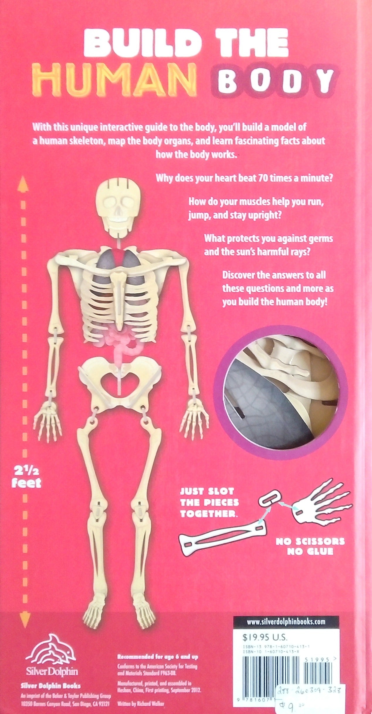 Build The Human Body
