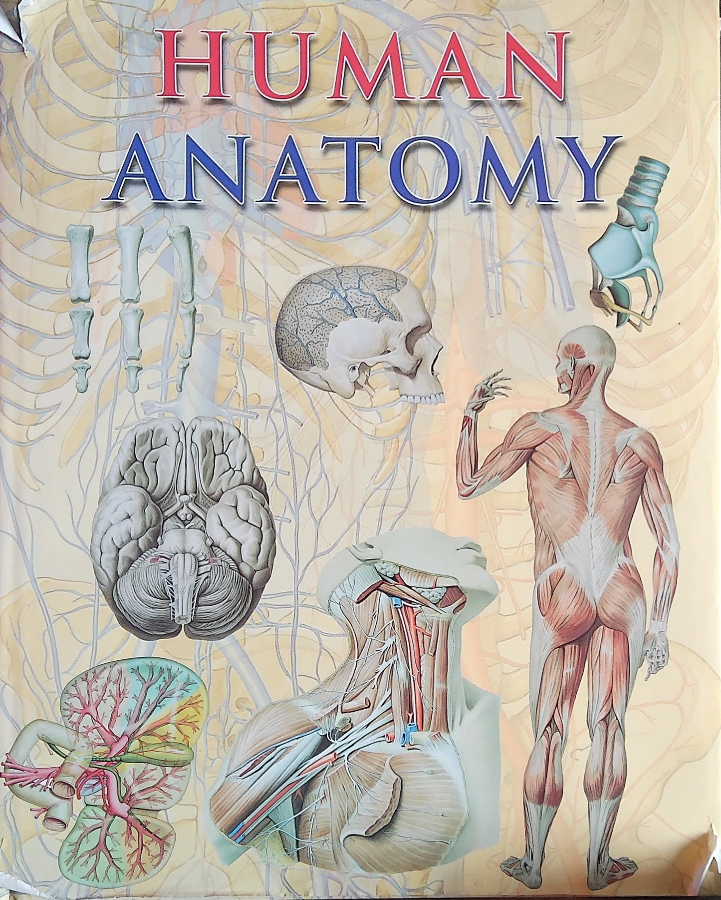 Human Anatomy