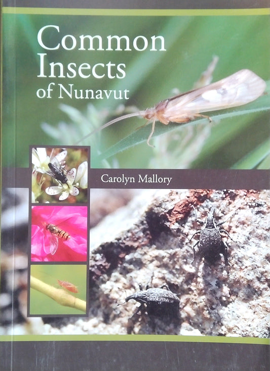 Common Insects Of Nunavut
