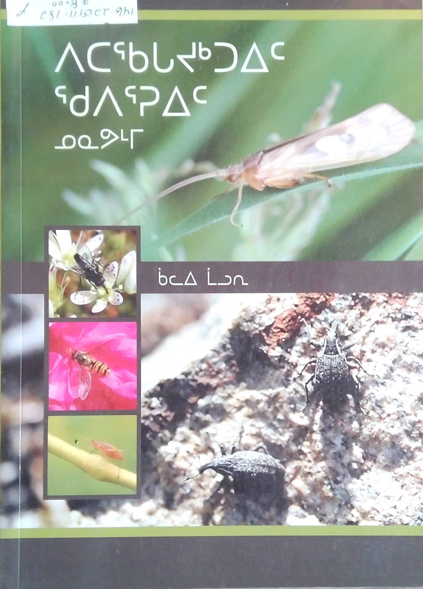 Common Insects Of Nunavut