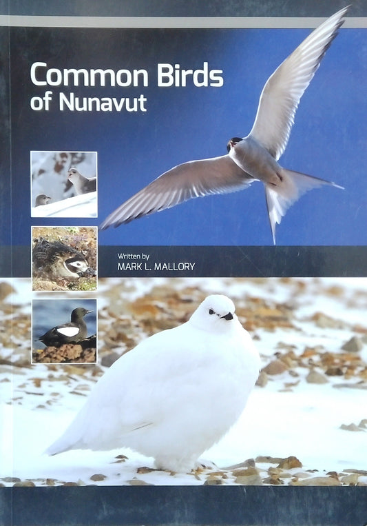 Common Birds Of Nunavut