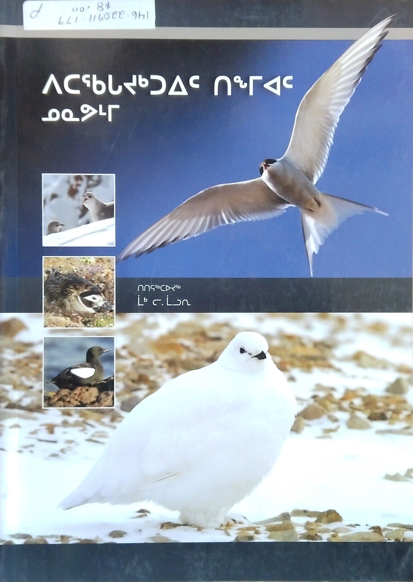 Common Birds Of Nunavut