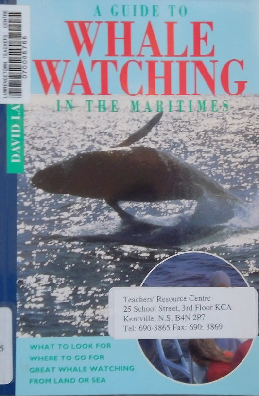 A Guide To Whale Watching In The Maritimes