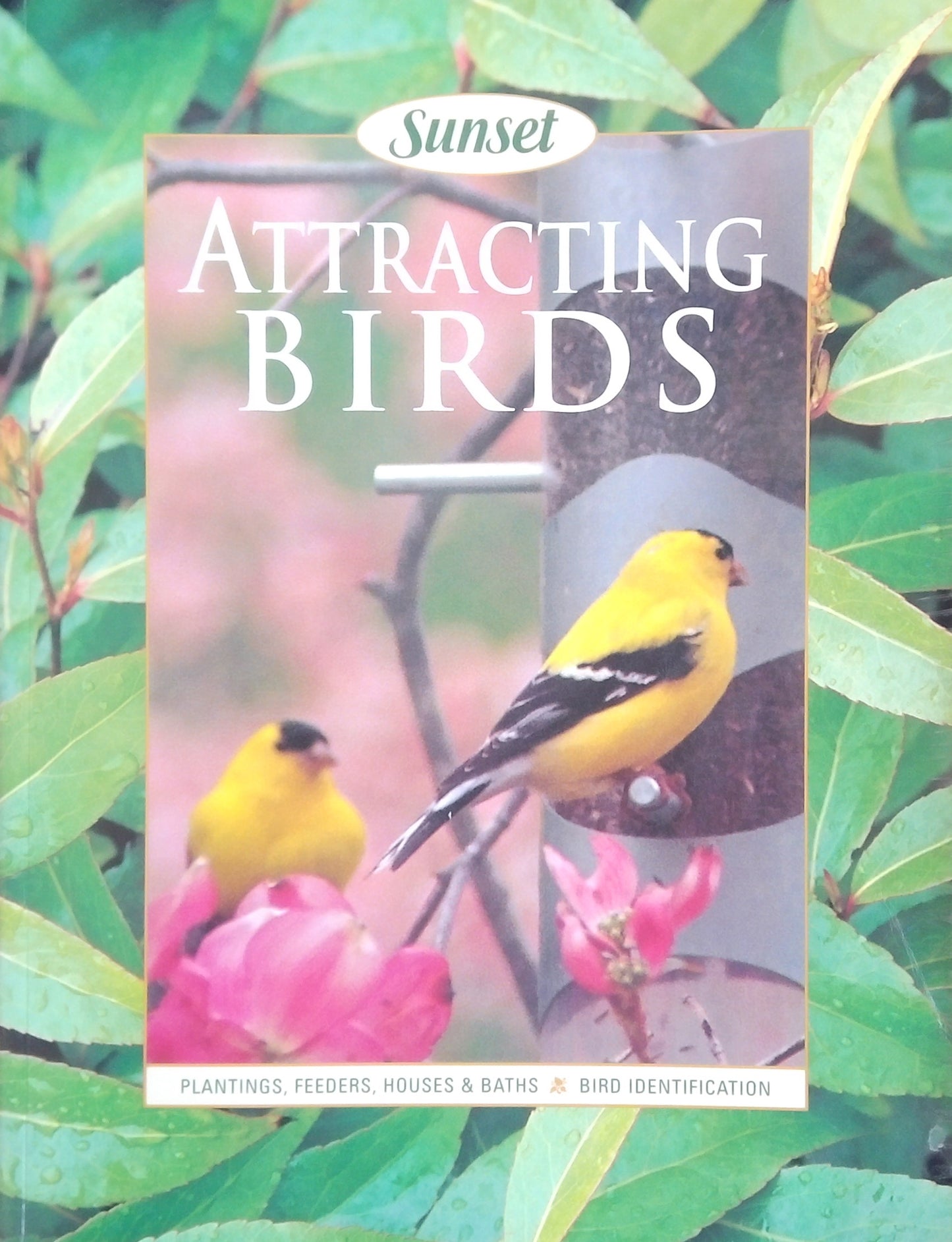 Attracting Birds