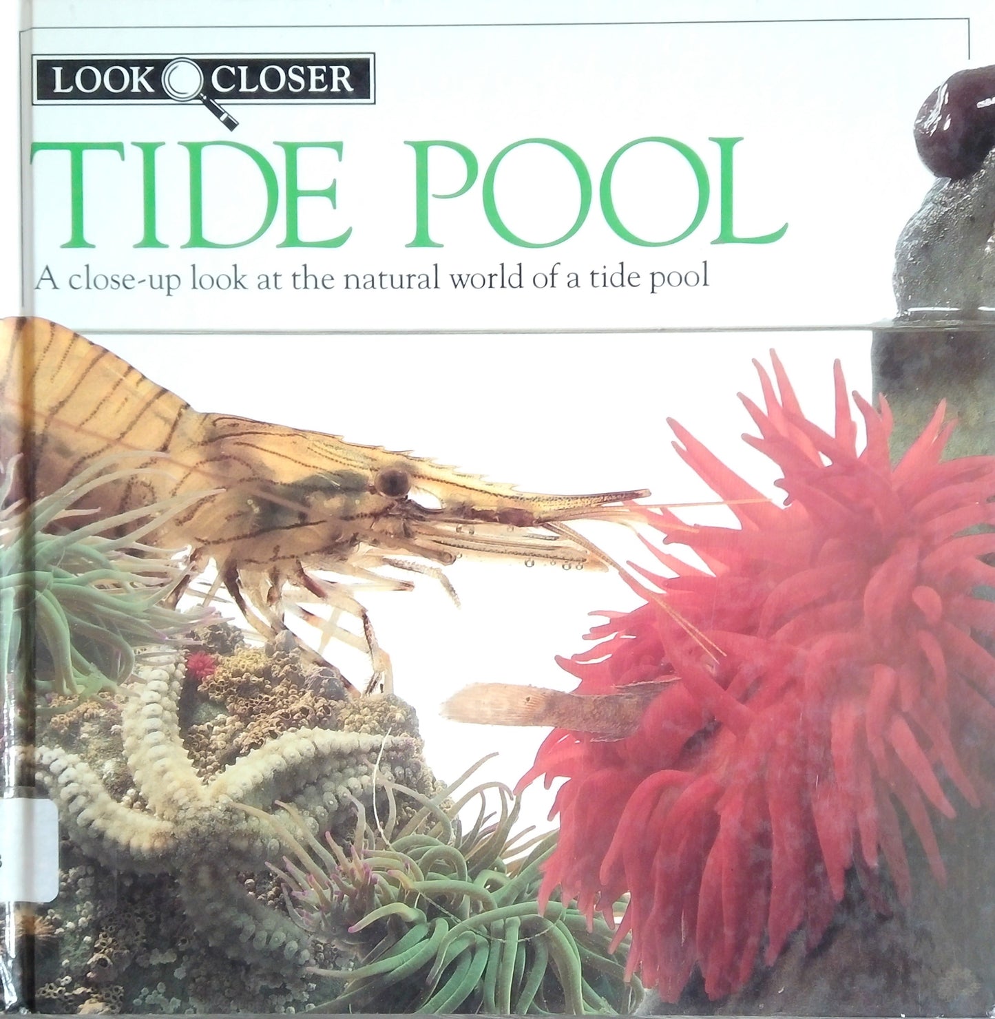 Look Closer: Tide Pool