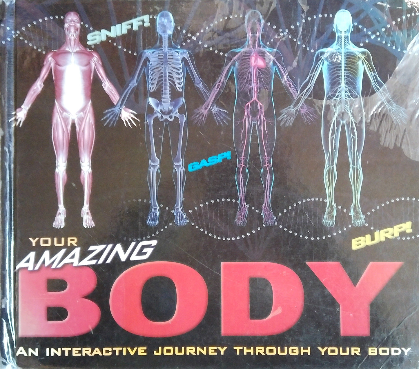 Your Amazing Body