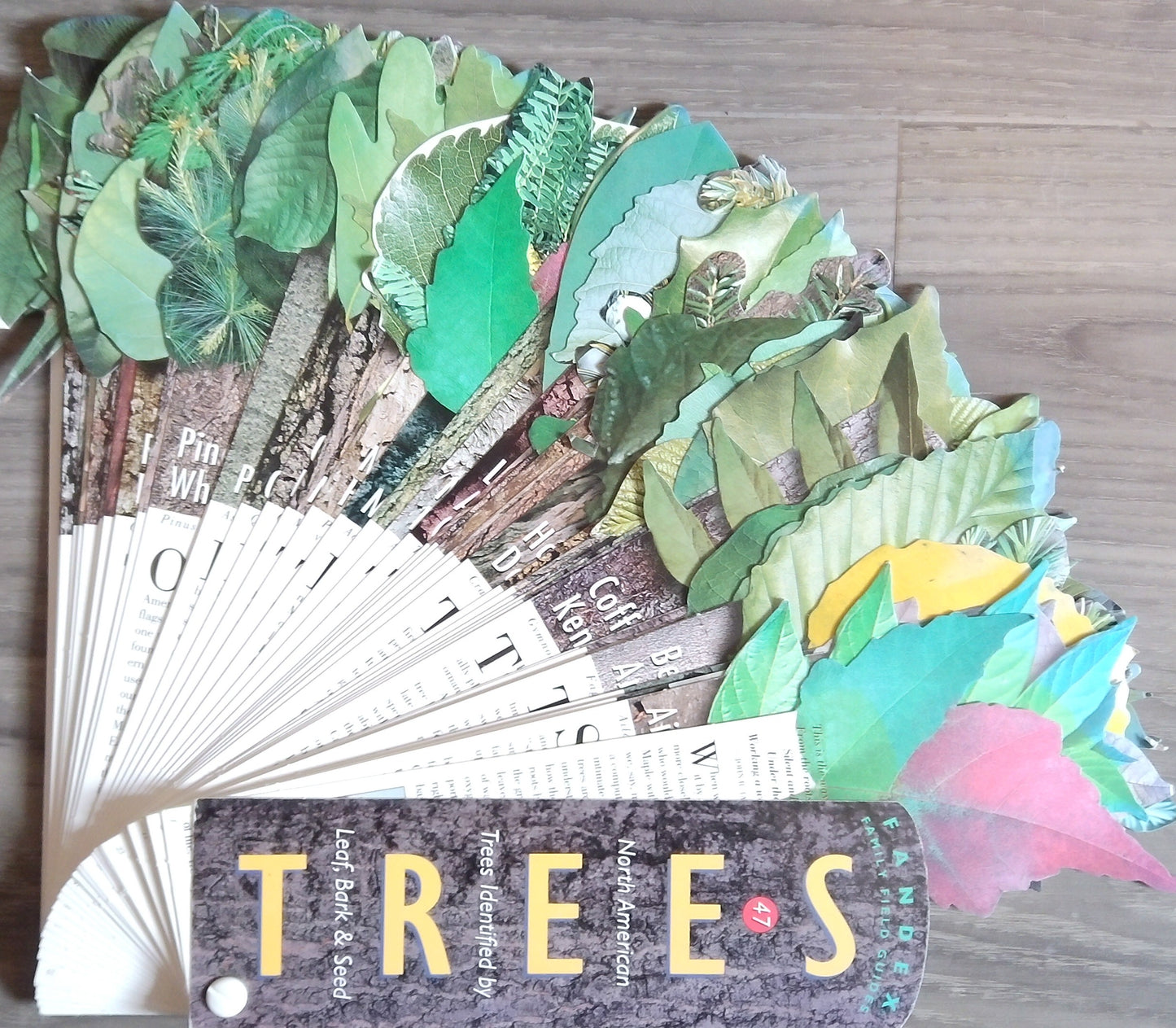 Fandex Family Field Guides: Trees