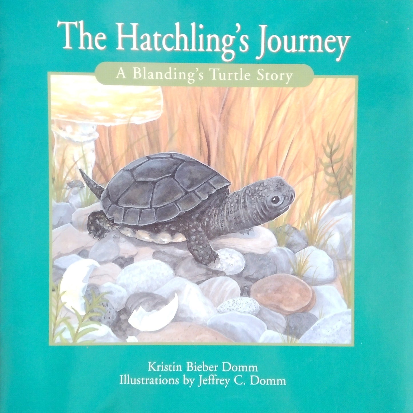 The Hatchling's Journey