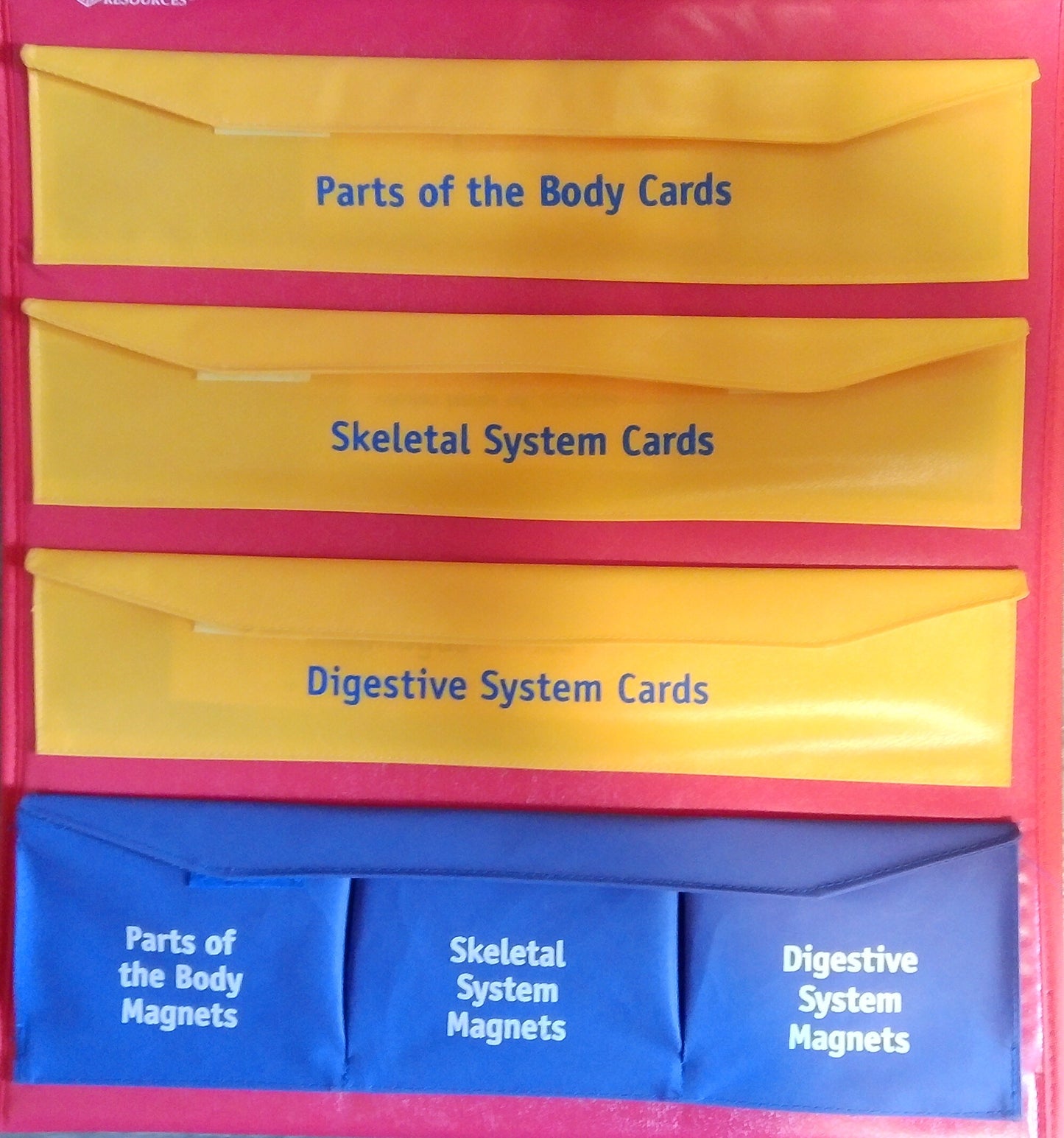 Human Body Tabletop Pocket Chart