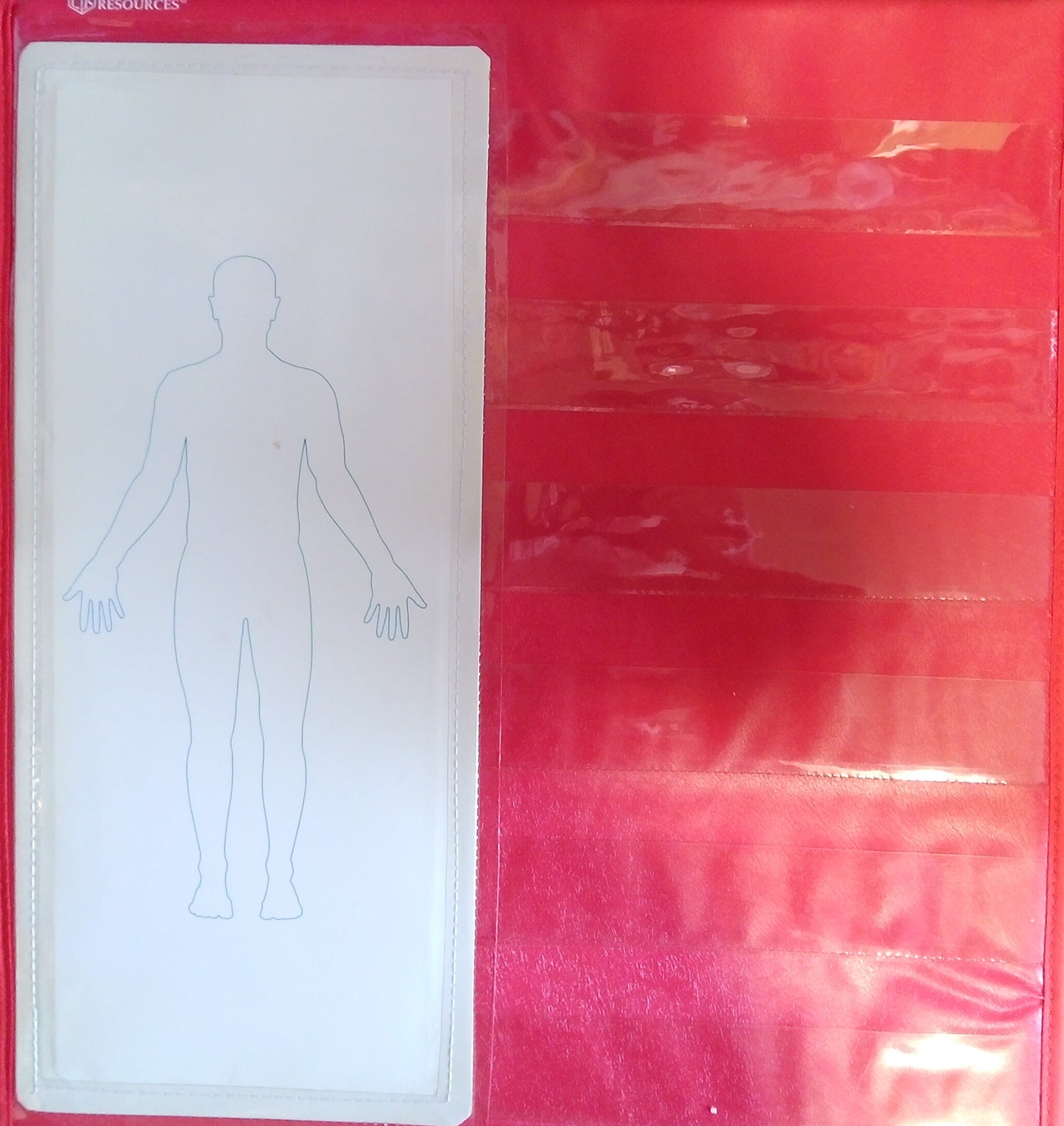 Human Body Tabletop Pocket Chart