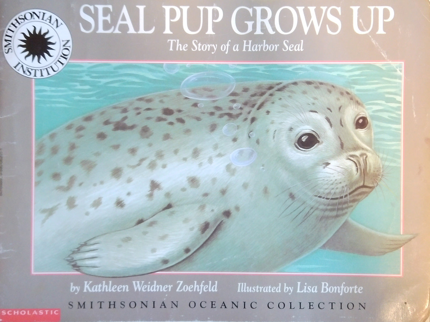 Seal Pup Grows Up