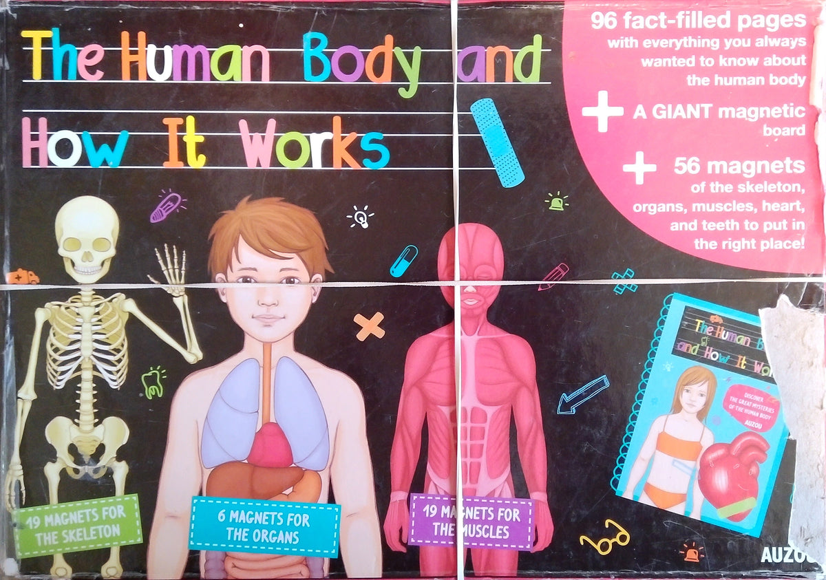 The Human Body And How It Works Magnet Set